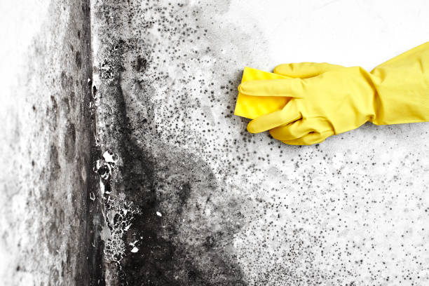 Best Air Quality Testing for Mold Spores  in Mingo Junction, OH