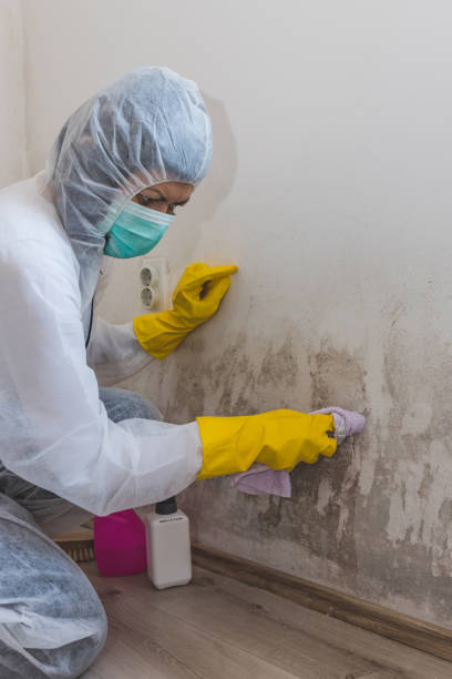 Best Crawl Space Mold Remediation  in Mingo Junction, OH