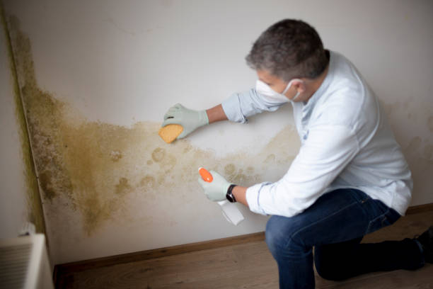 Best Crawl Space Mold Remediation  in Mingo Junction, OH