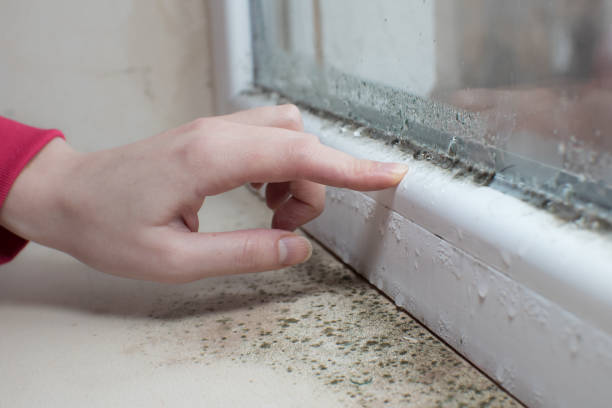 Best Environmental Consulting for Mold Prevention  in Mingo Junction, OH